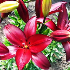  Лилия ЛА гибрид Kamsberg (Камсберг)