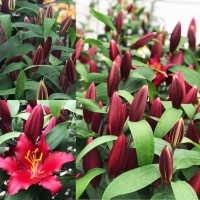 Луковицы  Лилия восточная Bombastic (Бомбастик) (3шт.)