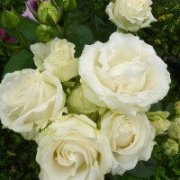 Саженцы Роза чайно-гибридная Аваланж