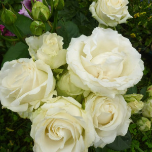 Саженцы Роза чайно-гибридная Аваланж