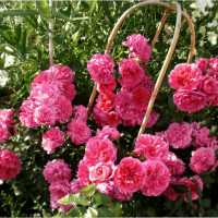 Саженцы Роза плетистая Лагуна