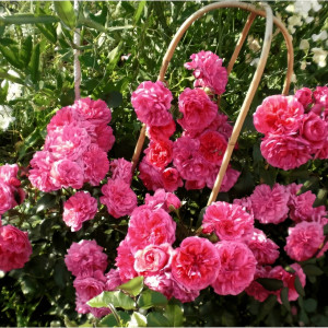 Саженцы Роза плетистая Лагуна