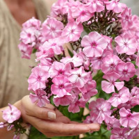 Саженцы Флокс Hercules (Геркулес)