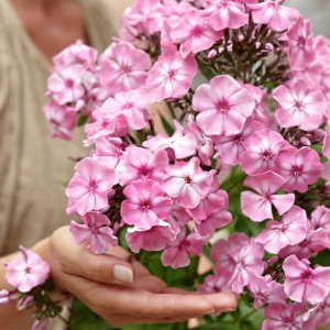 Саженцы Флокс Hercules (Геркулес)