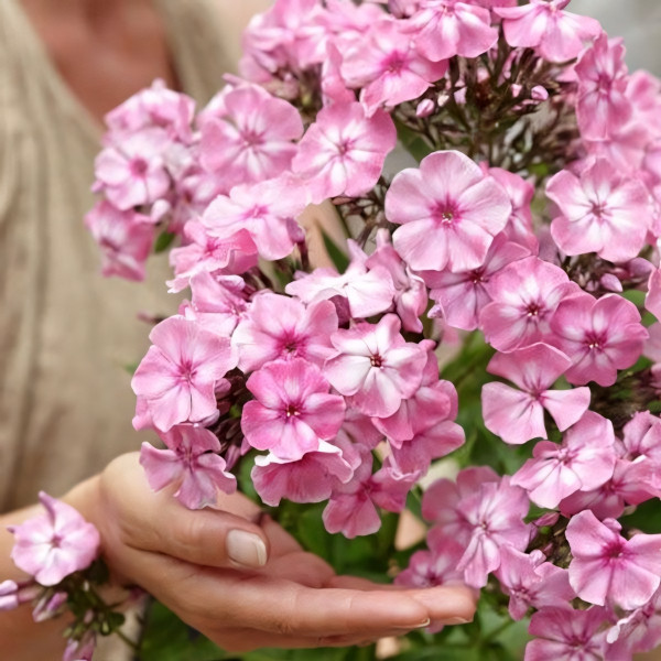 Саженцы Флокс Hercules (Геркулес)