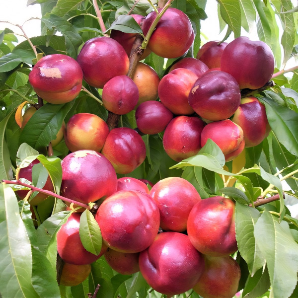 Саженцы Нектарин Флейвор Топ