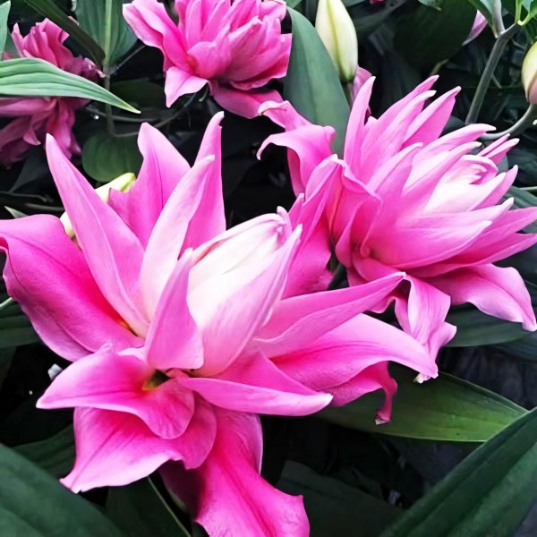 Луковицы  Лилия восточная Kadango (Каданго) (3шт.)