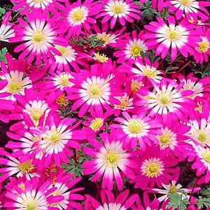 Анемона Бланда Виолет Стар