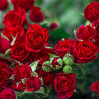 Саженцы Роза спрей Мирабель