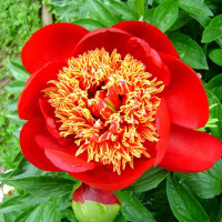 Саженцы Пион Walter Mains (Уолтер Мейнс)