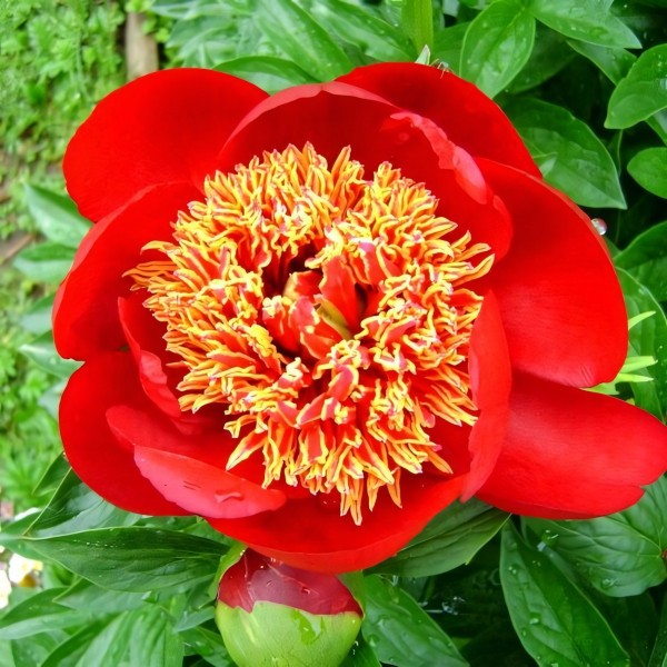 Саженцы Пион Walter Mains (Уолтер Мейнс)