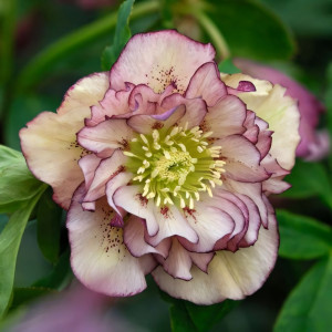 Морозник восточный Дабл Эллен Пикоти 