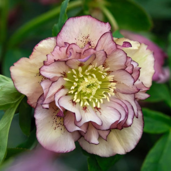 Морозник восточный Дабл Эллен Пикоти 