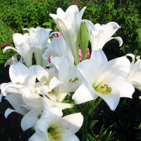 Луковицы  Лилия LOO гибрид White Triumphator (Уайт Триумфатор) (3шт.)