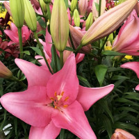 Луковицы  Лилия Jomi (Джоми) (3шт.)