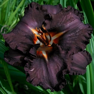 Саженцы Лилейник Longfields Black Magic (Лонгфилдс Блэк Мэджик)