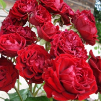 Саженцы Роза флорибунда Лаваглут