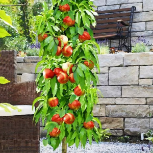 Саженцы Нектарин колоновидный Мистер Перси