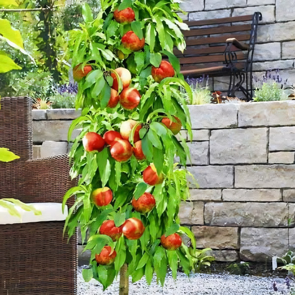 Саженцы Нектарин колоновидный Мистер Перси