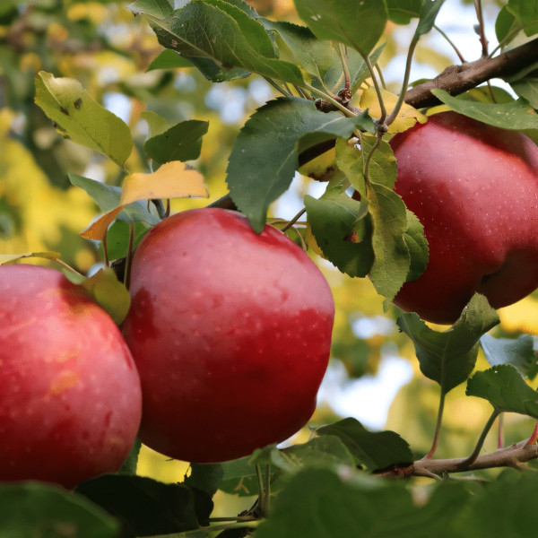 Саженцы Яблоня Ред Фри