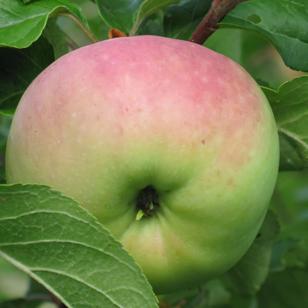 Саженцы Яблоня Бессемянка Мичуринская