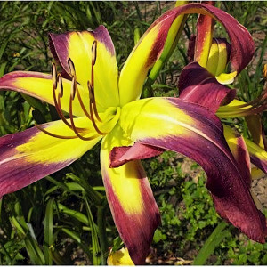 Саженцы Лилейник Linguini (Лингуини)