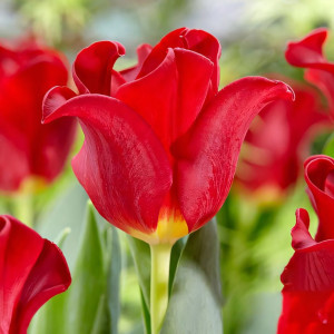 Тюльпан Триумф Ред Дресс (в упаковке - 3шт.)