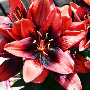  Лилия азиатская Tiny Ink (Тайни Инк)