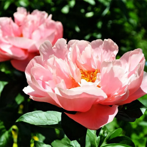 Саженцы Пион Salmon Chiffon (Салмон Шифон)