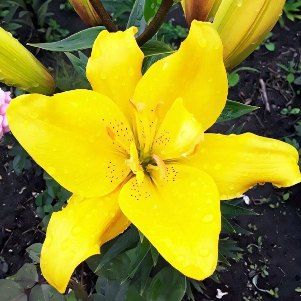 Луковицы  Лилия азиатская Sundew (Сандью) (3шт.)