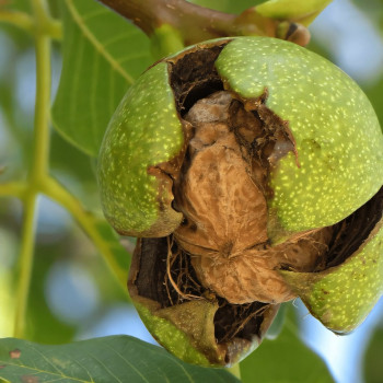 Саженцы Орех грецкий Левина