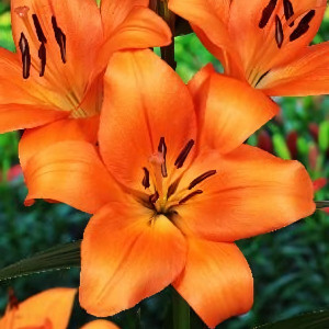  Лилия Эньяк