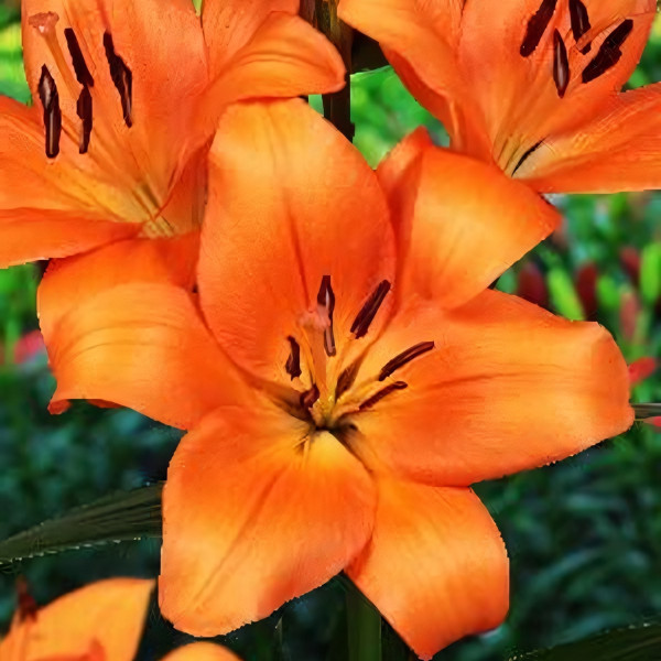 Луковицы  Лилия Эньяк (3шт.)