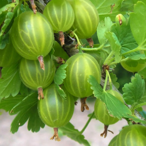 Саженцы Крыжовник Уральский изумруд