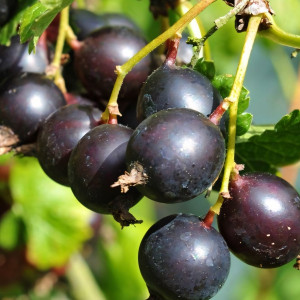 Саженцы Йошта Йохини