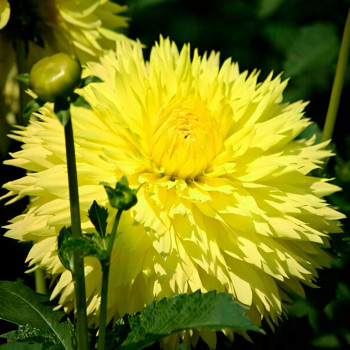 Саженцы Георгина бахромчатая Hale Bopp (Хэйл Бопп)