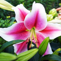 Луковицы  Лилия LOO гибрид Dreamweaver (Дримуивер) (3шт.)