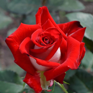 Саженцы Роза чайно-гибридная Альянс