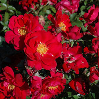 Саженцы Роза плетистая Генри Келси