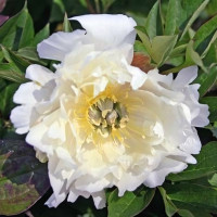 Саженцы Пион White Emperor (Увайт Имперор)