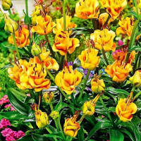 Луковицы  Лилия азиатская Apricot Fudge (Априкот Фьюдж) (3шт.)