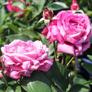 Саженцы Роза чайно-гибридная Блю Парфюм