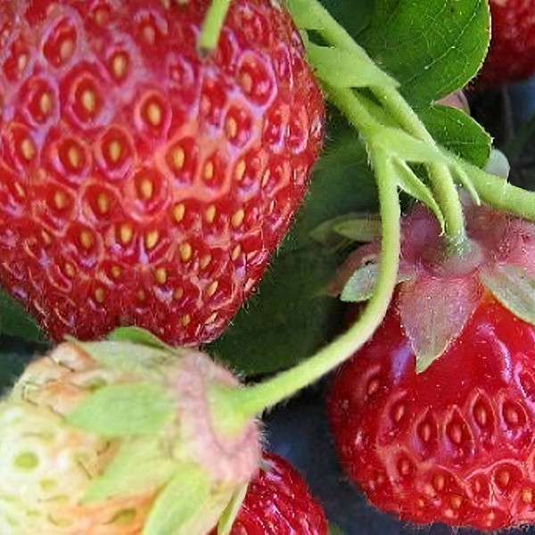 Саженцы Земляника Верона  (упаковка 5 шт.)