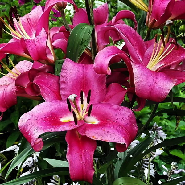 Луковицы Саженцы Лилия ОТ гибрид Fedora (Федора) (3шт.)