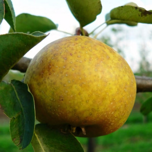 Саженцы Груша Бергамот Московский