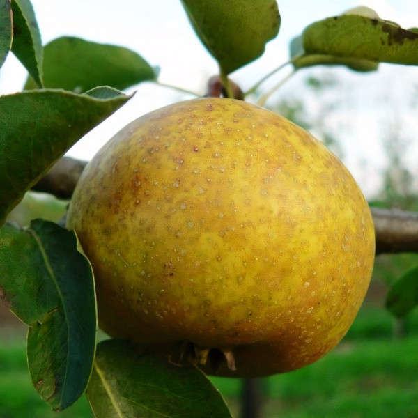 Саженцы Груша Бергамот Московский