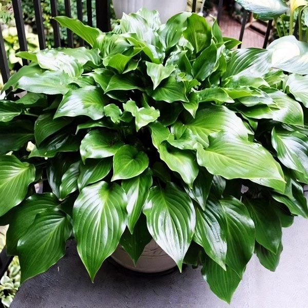 Саженцы Хоста Invincible (Инвинсибл) М