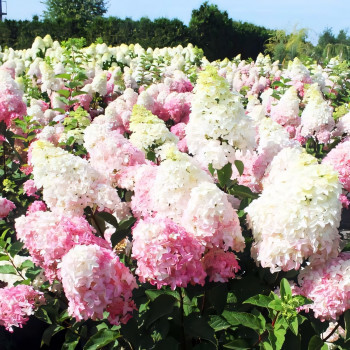 Гортензия метельчатая Fraise Melba (Фрайз Мельба)