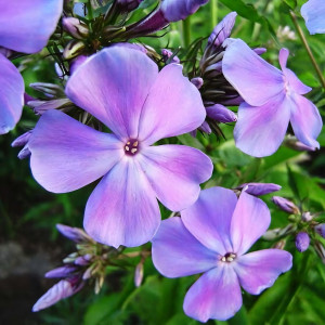 Саженцы Флокс Незабудка