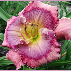 Саженцы Лилейник Texas Blue Eyes (Тексас Блю Айз)